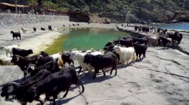 Antalya, Türkiye - Nisan 2019: Su havuzunda dolaşan keçi grubu