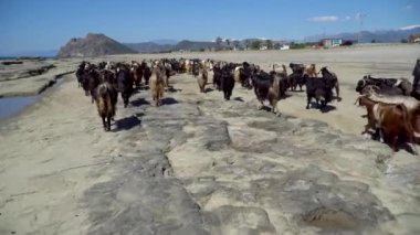 Antalya, Türkiye - Nisan 2019: Kıyıda yürüyen keçi grubu