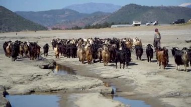 Antalya, Türkiye - Nisan 2019: Kıyıda yürüyen keçi grubu