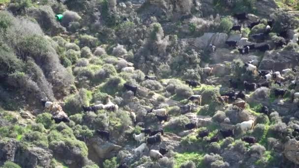 Mandria Capre Chiedendo Montagna Mangiare Piante Turchia — Video Stock