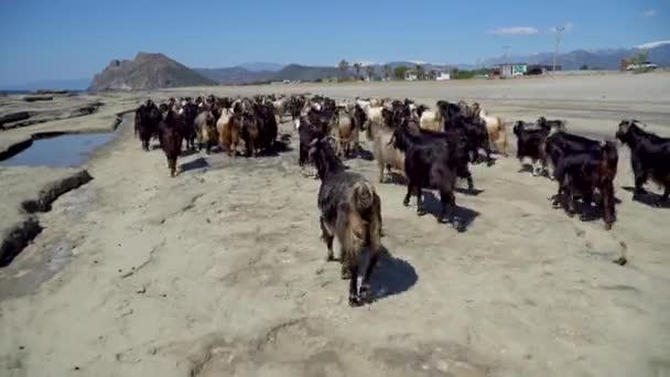 Antalya Turki April 2019 Kelompok Kambing Berjalan Pantai — Stok Video