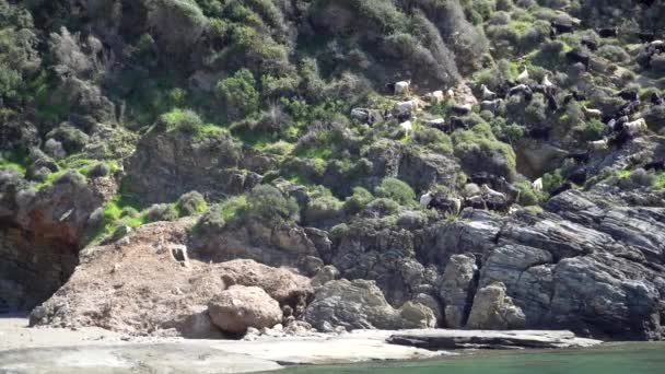 Group Goats Cliffs Antalya Turkey — Stock Video