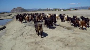 Antalya, Türkiye-Nisan 2019: sahildeki dişi çoban ile yürüyen keçi grubu