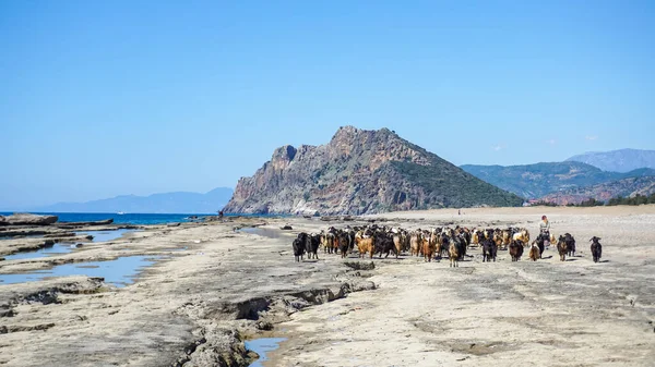 Group of goats walking with the shepherd in the shore, Antalya, Turkey — Stock Photo, Image