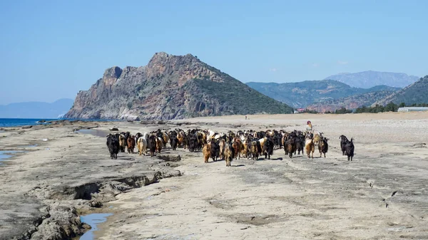 Group of goats walking with the shepherd in the shore, Antalya, Turkey — Stock Photo, Image