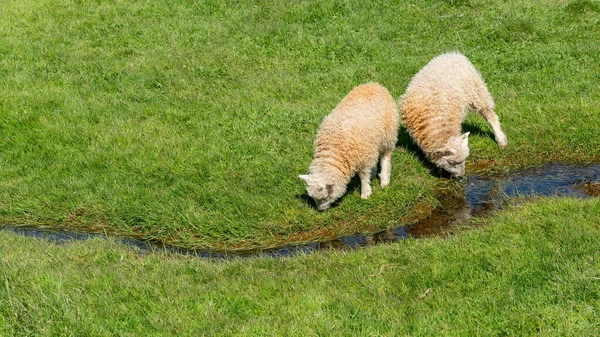 2 Icelandic sheep drinking water from a small river of water, Iceland — Stock Photo, Image