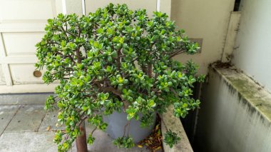 Güzel sulu bitkiler sokağın karşısındaki bir evin önündeki ekicide.