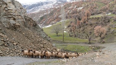 Türkiye 'nin doğusunda koyun sürüsü, Bitlis