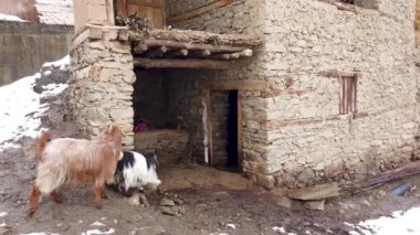 Türkiye 'nin doğusundaki Hizan, Bitlis' te uzak bir köyde ahıra giren evcil keçiler