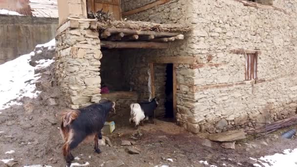 Haustiere Ziegen Gehen Stall Einem Abgelegenen Dorf Hizan Bitlis Osttürkei — Stockvideo