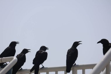 Balkon korkuluklarında gevezelik eden bir karga cinayeti.