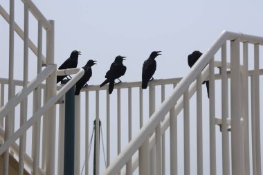 Balkon korkuluklarında gevezelik eden bir karga cinayeti.