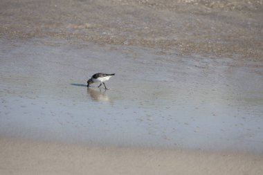 Siyah ve beyaz çulluk kumsalda dolaşıyor..