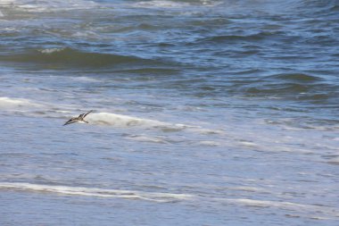 Sandpiper bir yaz günü sahilde uçuyor..
