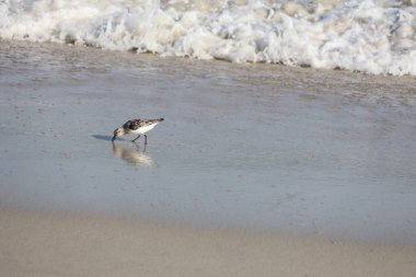 Siyah ve beyaz çulluk kumsalda dolaşıyor..