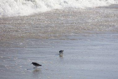 Bir grup Sandpiper, Cape May New Jersey 'de yiyecek aramak için kıyıya doğru koşuyor..