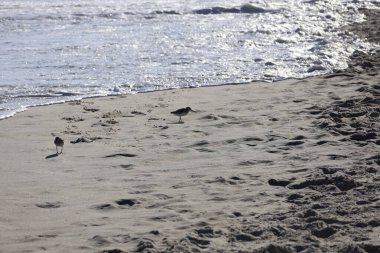 Bir grup Sandpiper, Cape May New Jersey 'de yiyecek aramak için kıyıya doğru koşuyor..