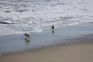 Bir grup Sandpiper, Cape May New Jersey 'de yiyecek aramak için kıyıya doğru koşuyor..
