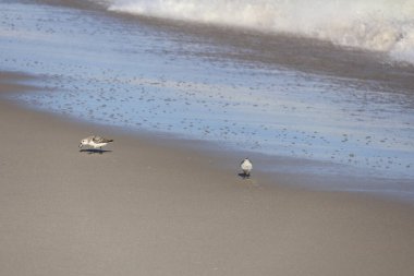 Bir grup Sandpiper, Cape May New Jersey 'de yiyecek aramak için kıyıya doğru koşuyor..