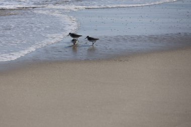 Bir grup Sandpiper, Cape May New Jersey 'de yiyecek aramak için kıyıya doğru koşuyor..
