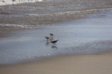 Bir grup Sandpiper, Cape May New Jersey 'de yiyecek aramak için kıyıya doğru koşuyor..