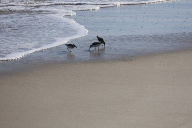 Bir grup Sandpiper, Cape May New Jersey 'de yiyecek aramak için kıyıya doğru koşuyor..