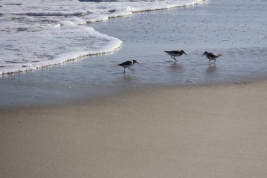 Bir grup Sandpiper, Cape May New Jersey 'de yiyecek aramak için kıyıya doğru koşuyor..