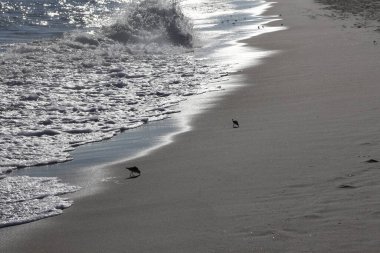 Atlantik Okyanusu kıyısında güzel bir kum düdükçüsü görüntüsü..