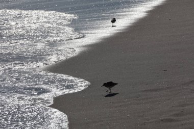 Atlantik Okyanusu kıyısında güzel bir kum düdükçüsü görüntüsü..
