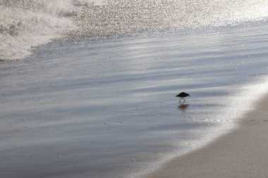 Atlantik Okyanusu kıyısında güzel bir kum düdükçüsü görüntüsü..