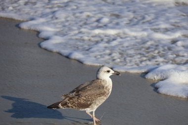 Cape May, ABD 'de Atlantik Okyanusu kıyısında duran bir martı.