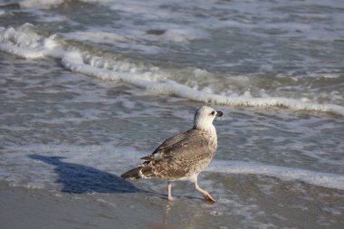 Cape May, ABD 'de Atlantik Okyanusu kıyısında duran bir martı.