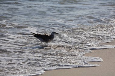 Martı Cape May sahilinde yürüyordu.