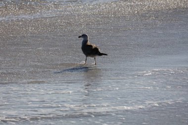 Martı Cape May sahilinde yürüyordu.