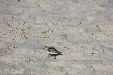 Cape May Plajı 'nda kumsalda koşan bir çulluk..