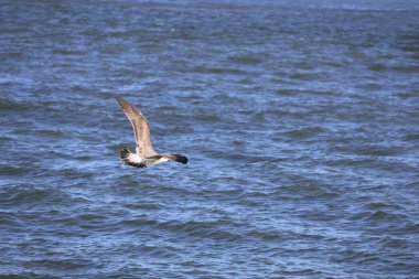 Kıyı şeridinde kanatları açık uçan büyük bir balıkbalığı..