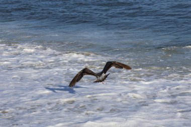 Kıyı şeridinde kanatları açık uçan büyük bir balıkbalığı..