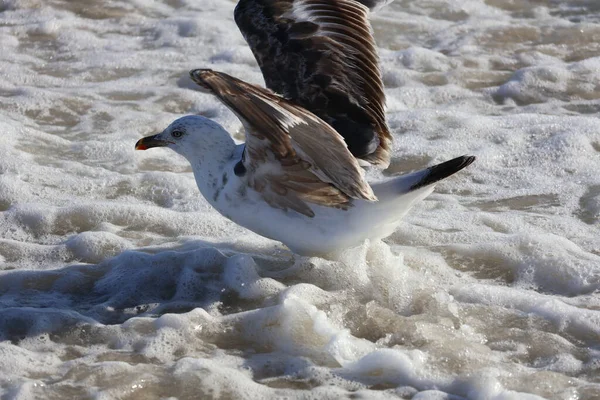 Denizdeki martı kanatlarını uzatıyor. 