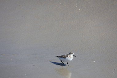 Sandpiper Cape May New Jersey 'de kıyı şeridi boyunca yürüyor.