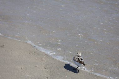 Sandpiper Cape May New Jersey 'de kıyı şeridi boyunca yürüyor.