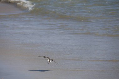 Çulluk kıyı boyunca alçaktan uçuyor.