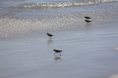 Mayıs Burnu kıyısında Sandpipers koşuyor.