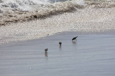 Mayıs Burnu kıyısında Sandpipers koşuyor.