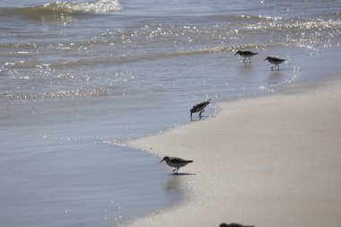 Mayıs Burnu kıyısında Sandpipers koşuyor.