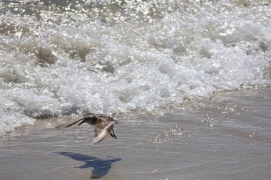Çulluk kıyı boyunca alçaktan uçuyor.