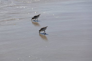 Mayıs Burnu kıyısında Sandpipers koşuyor.