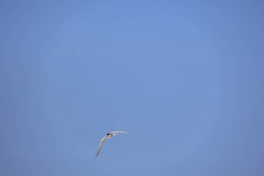 mavi gökyüzünde beyaz martı