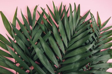 Pembe arka planda tropik palmiye yaprağı. Yaz kavramı. Düz konum, üst görünüm, kopyalama alanı