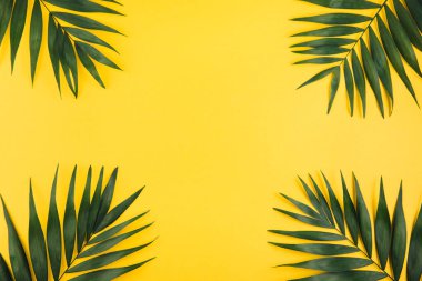 Sarı arka planda tropik palmiye yaprağı. Yaz konsepti. düz alan, üst görünüm, kopyala boşluk