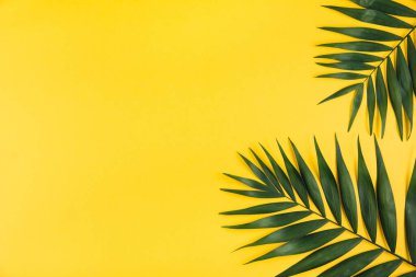 Sarı arka planda tropik palmiye yaprağı. Yaz konsepti. düz alan, üst görünüm, kopyala boşluk